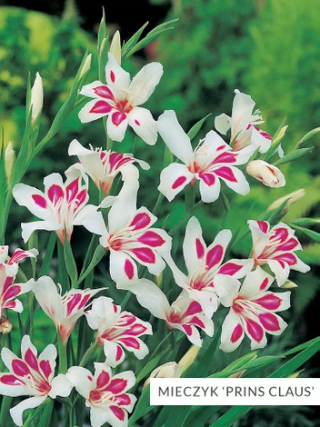 Zestaw Mieczyk Botaniczny 25 szt.