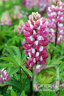 Łubin (Lupinus) Mix