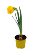 Narcyz trąbkowy żółty w doniczce śr. 9 cm 