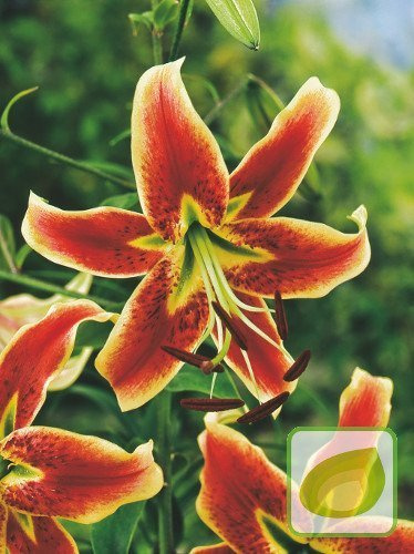 Lilia Drzewiasta (Lilium) Scheherazade