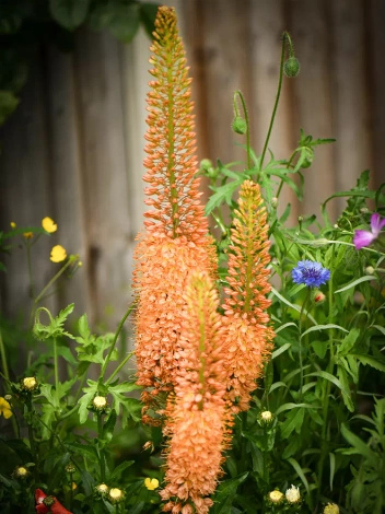 Pustelnik (Eremurus) 'Cleopatra' 1 szt.