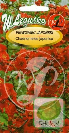 Nasiona Pigwowiec Japoński Czerwony