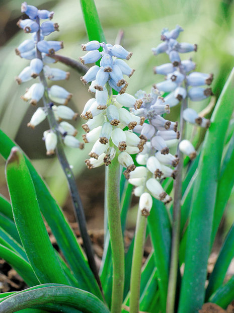 Szafirek (Muscari) 'Muscarimi'