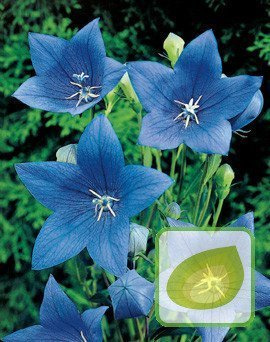 Nasiona Platykodon Niebieski