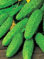 Nasiona Ogórek Gruntowy Śremski F1