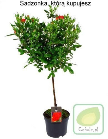 Róża Drzewko w Doniczce 3 szt.