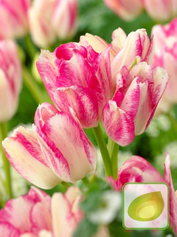 Zestaw Tulipany Bukietowe Club