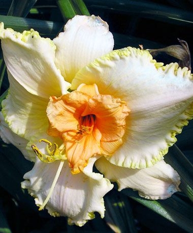 Liliowiec (Hemerocallis) New Direction