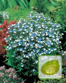 Nasiona Nemezja Dwubarwna Niebieskobiała
