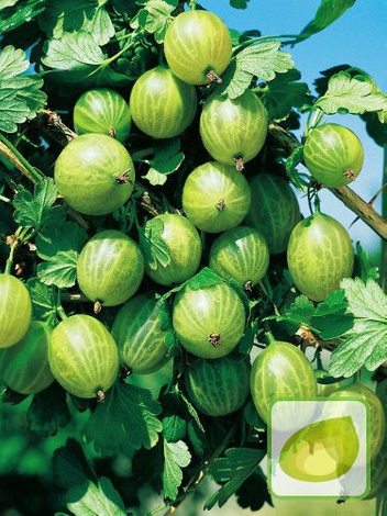 Zestaw Krzewy Owocowe