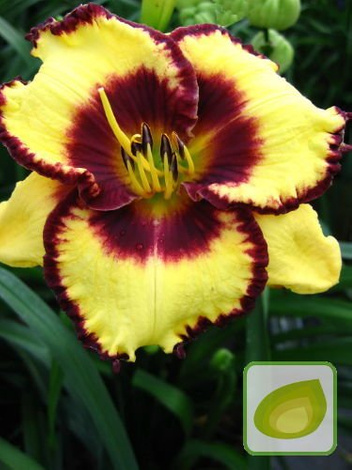 Zestaw Ekskluzywne Liliowce