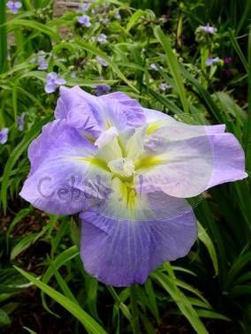 Irys Ensata Ocean Mist