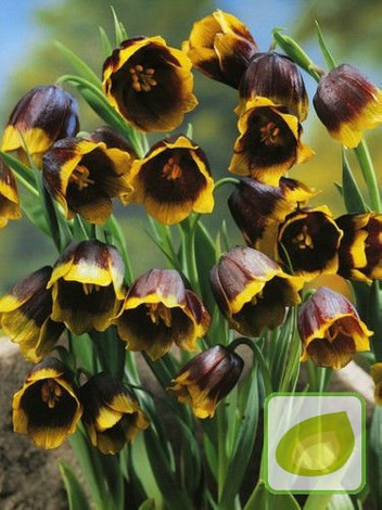 Zestaw Szachownice Drobne