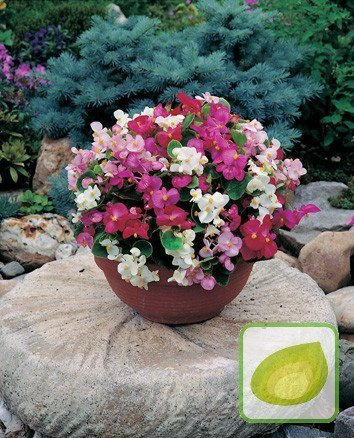 Nasiona Begonia Stale Kwitnąca Mix Gloria F1