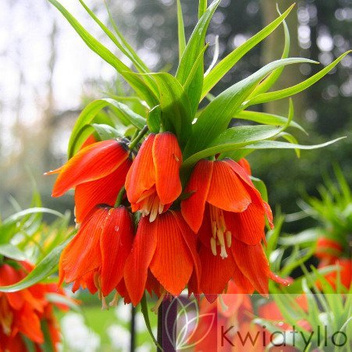 Szachownica (Frittilaria) 'Rubra' 1 szt.