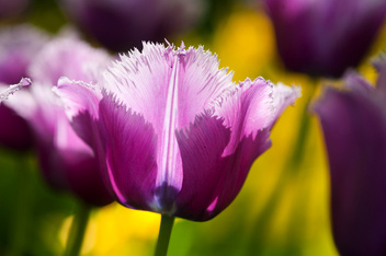 Tulipan Strzępiasty ( Tulipa ) Louvre 5 szt.
