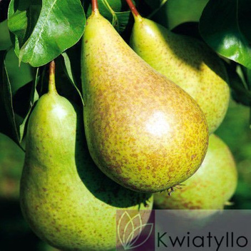 Grusza 'Konferencja'