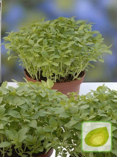 Nasiona Bazylia Grecka