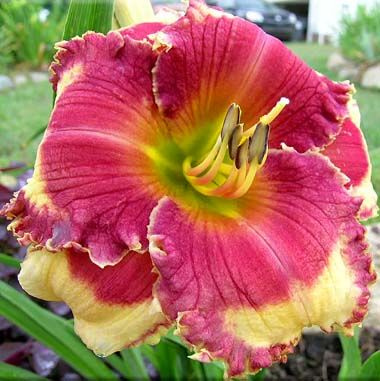 Liliowiec (Hemerocallis) Calling All Angels