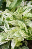 Epipremnum Marble (Epipremnum Pinnatum Marble Variegted)