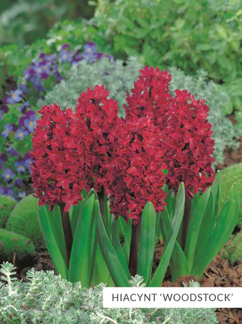 Zestaw PROMOCYJNY Hiacynty 30 szt.