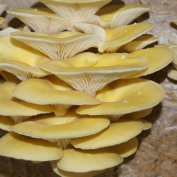 Boczniak Cytrynowy Do Uprawy Domowej