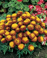 Nasiona Aksamitka Rozpierzchła Boy Harmony  1G