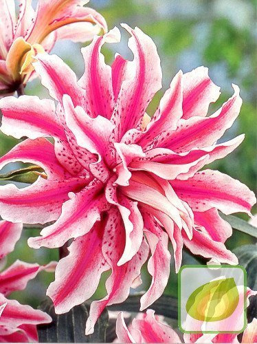 Lilia (Lilium) Magic Star