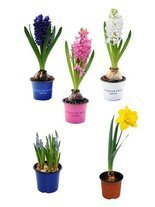 Zestaw Wiosennych Kwiatów Doniczkowych