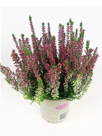 Wrzos Różowy (Calluna) w doniczce 9 cm. - 1 szt.