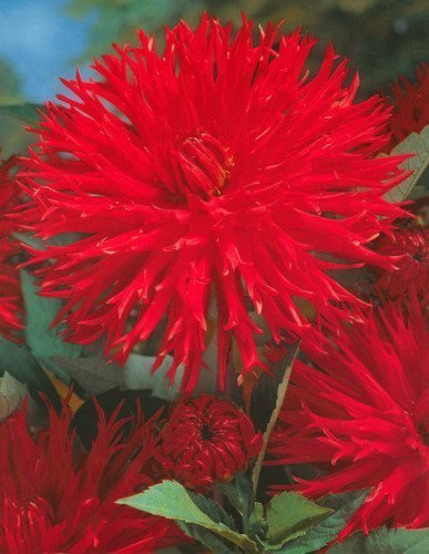 Dalia (Dahlia) 'Apache'