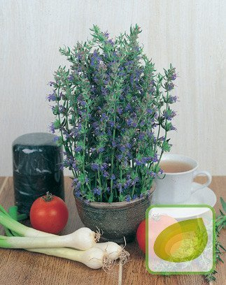 Nasiona Hyzop Lekarski