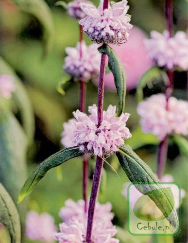 Żeleźniak (Phlomis) Tuberosa