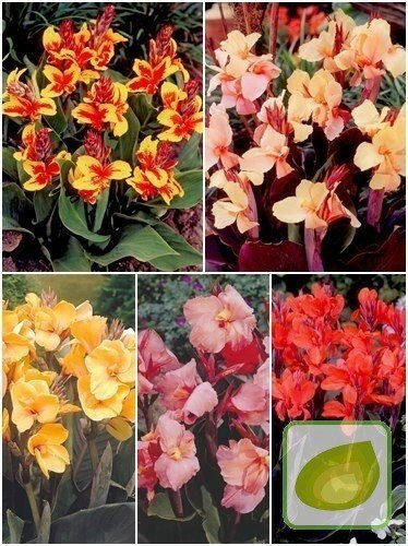 Zestaw Pacioreczniki Niskie