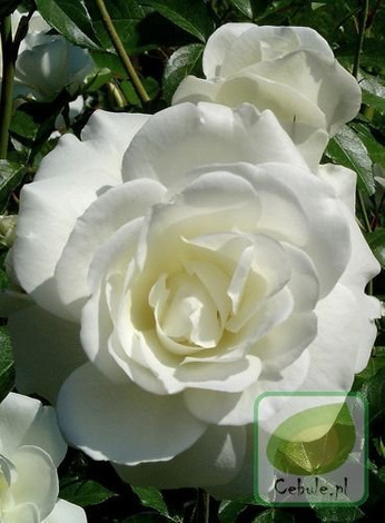 Róża (Rosa) Ice Lady