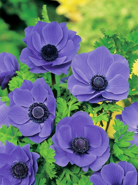 Zawilec Wieńcowy (Anemone) 'Mr Fokker' 5 szt.