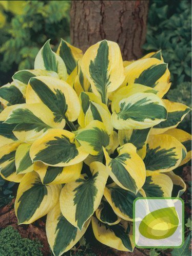 Funkia (Hosta) Brim Cup