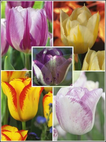 Zestaw Tulipany Wielobarwne