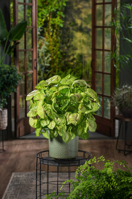 Zroślicha/Syngonium Golden Allusion (Syngonium podophyllum)