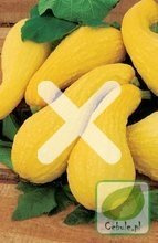 Nasiona Dynia Ozdobna Yellow Croockneck