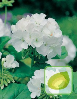 Nasiona Pelargonia Rabatowa Gama F1 Biała