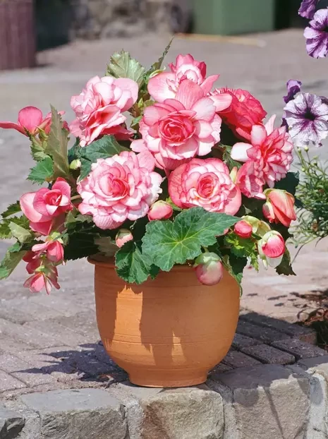 Begonia (Begonia) 'Bouton De Rose' 1 szt.