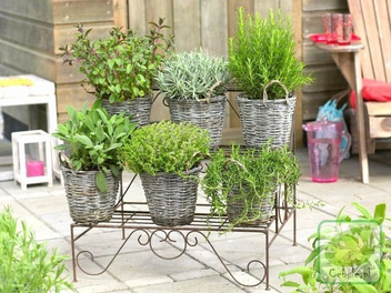 Lawenda Zioło w Doniczce Duże Sadzonki 2 szt.