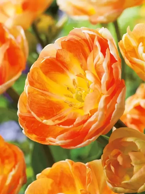 Tulipan Pełny Późny (Tulipa) 'Orange Angelique' 5 szt.