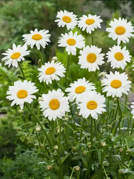 Złocień (Leucanthemum) 'Becky' 1 szt.