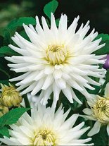 Dalia (Dahlia) 'My Love'