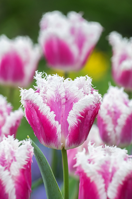 Tulipan ( Tulipa ) Hawaii 4 szt.