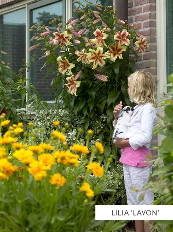 Zestaw Lilie Drzewiaste - Mix - 5 sztuk MEGA HIT