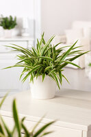 Zielistka ‘Ocean’ (Chlorophytum comosum)