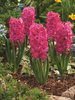 Hiacynt (Hyacinthus) 'Jan Bos' 5 szt.